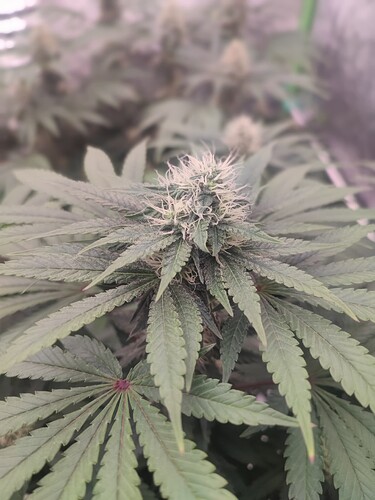 Growreport Bild 5