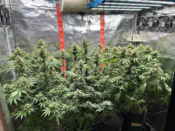 Mehrere blühende Cannabispflanzen in einem Growzelt mit LED-Beleuchtung und Messskalen an der Rückwand.