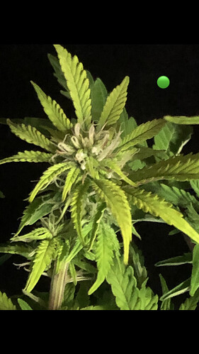 Growreport Bild 17