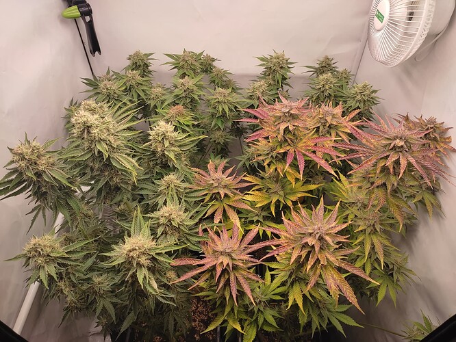 Growreport Bild 9