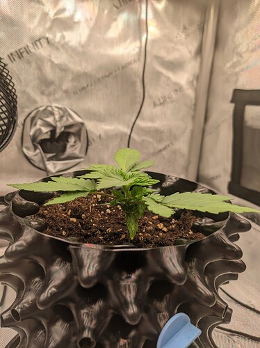 PXL_20240513_054824289.jpg_compressed