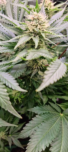 Growreport Bild 17