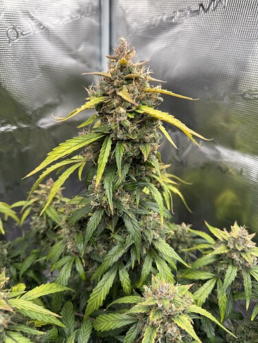 Growreport Bild 26