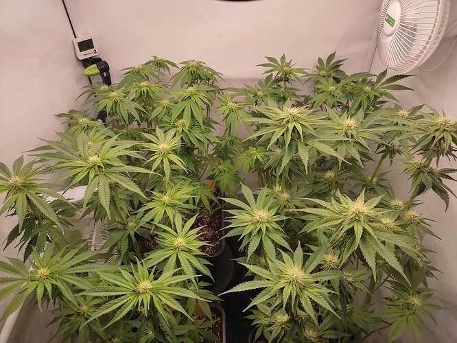 Growreport Bild 9