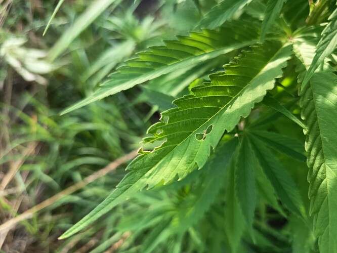 Growreport Bild 3