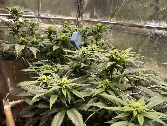 Growreport Bild 5
