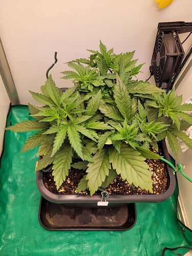 Growreport Bild 3