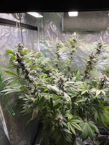 Growreport Bild 6