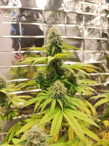 Growreport Bild 3