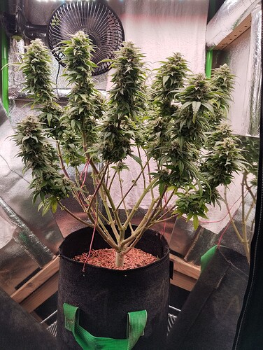 Growreport Bild 4