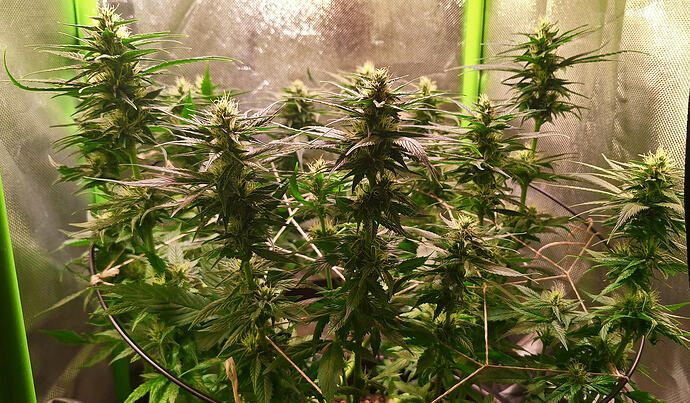 Growreport Bild 6