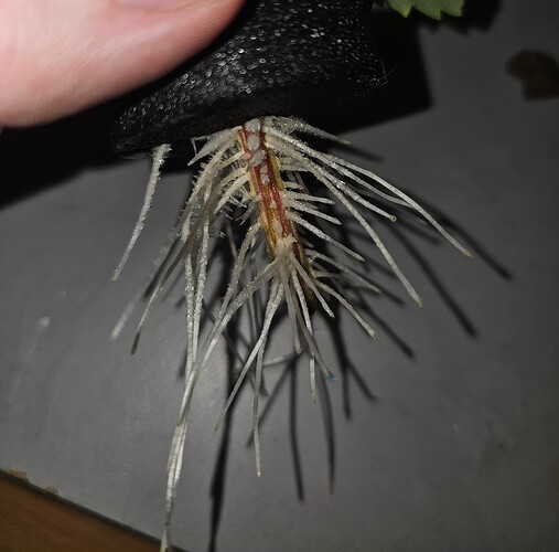 Growreport Bild 18