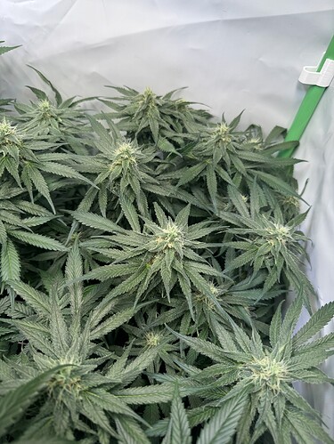 Growreport Bild 24