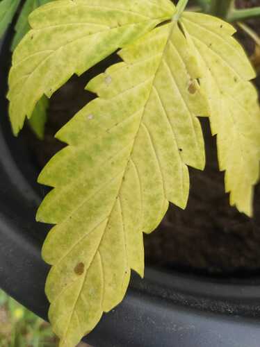 IMG-20240614-WA0005