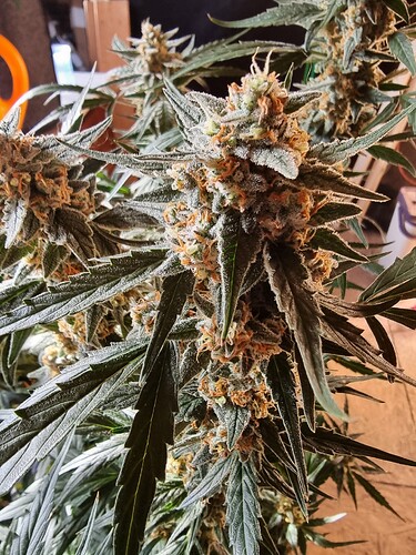 Growreport Bild 4