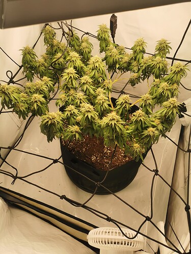 Growreport Bild 9