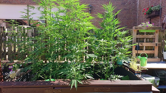 Growreport Bild 3