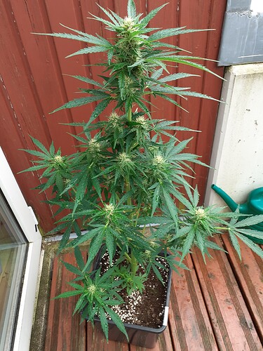 Growreport Bild 87