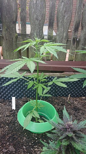 Growreport Bild 43
