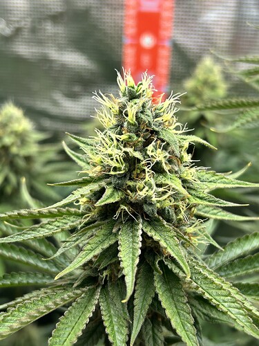 Nahaufnahme eines Cannabis-Buds in der Blütephase mit sichtbaren Trichomen und Stigmen.