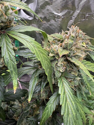 Growreport Bild 19