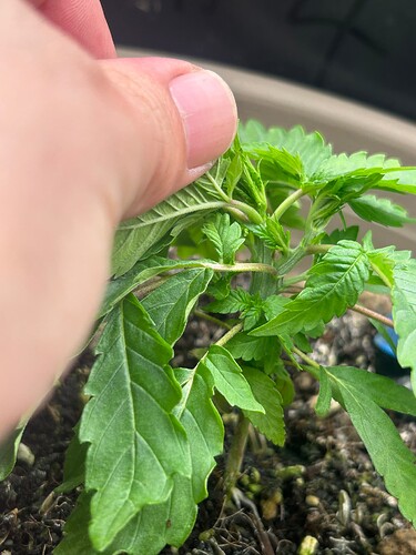Growreport Bild 5