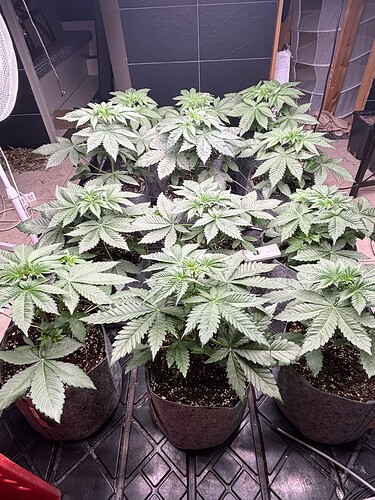 Growreport Bild 16
