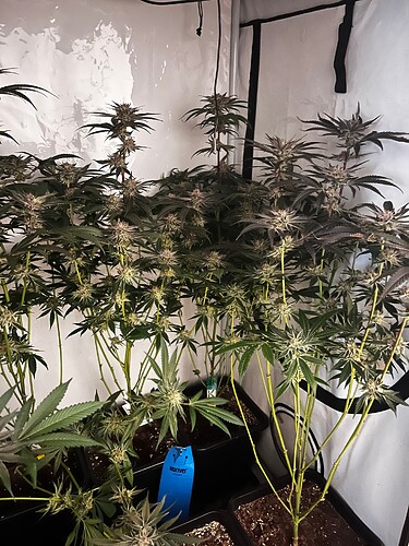 Growreport Bild 3