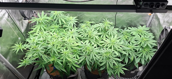Growreport Bild 3