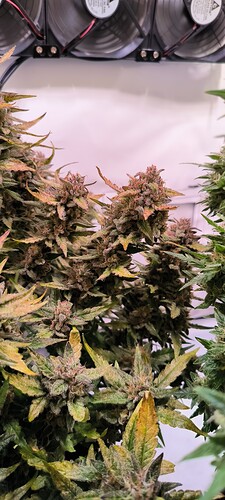 Growreport Bild 28