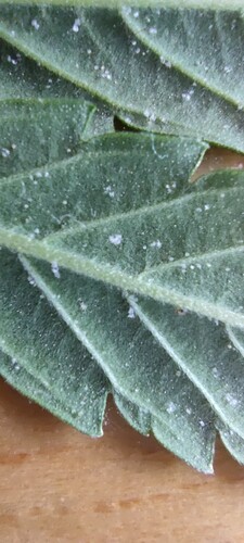 Growreport Bild 6