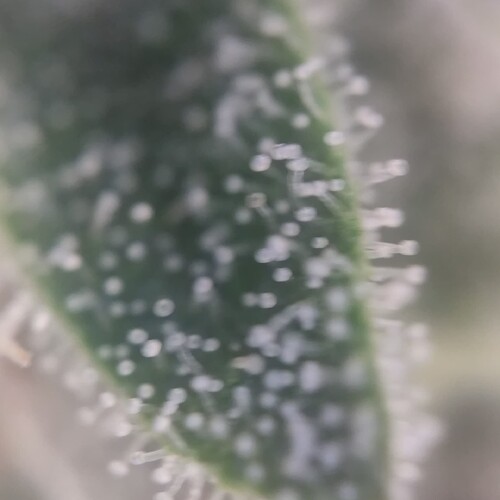 Growreport Bild 10
