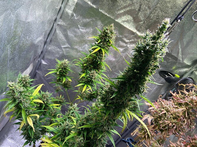 Growreport Bild 15
