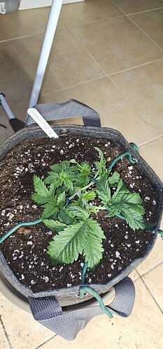 Growreport Bild 38