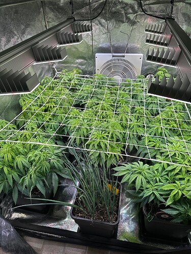 Growreport Bild 43