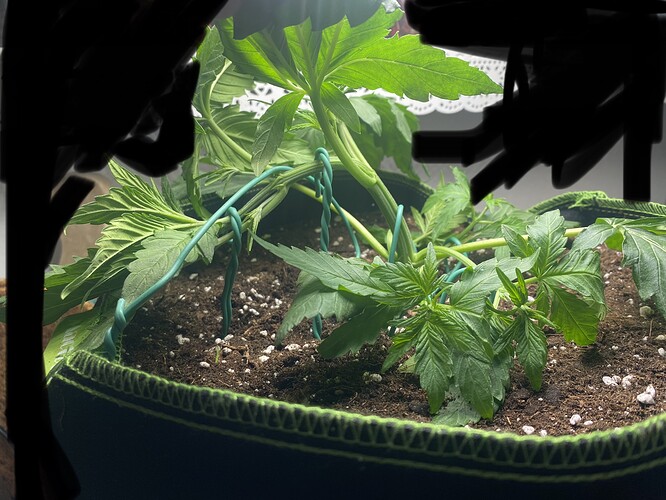 Growreport Bild 3