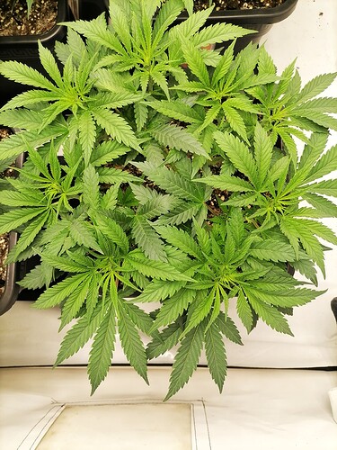 Growreport Bild 17