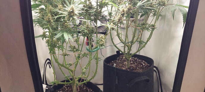 Growreport Bild 5