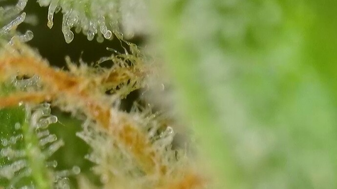Growreport Bild 36