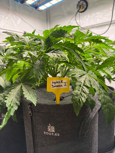 Growreport Bild 6