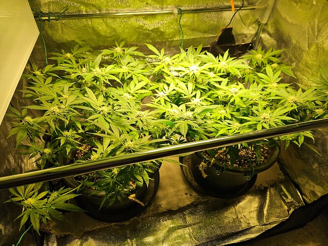 Growreport Bild 4