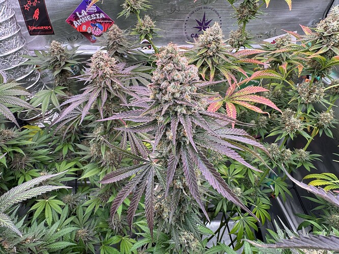 Growreport Bild 6