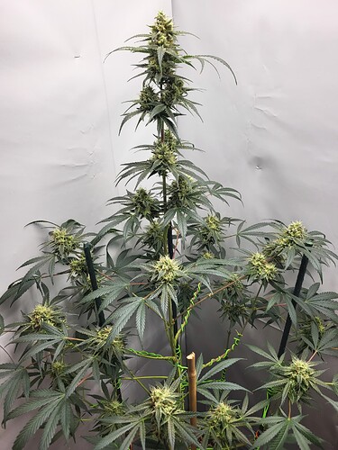 Growreport Bild 1