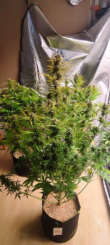 Growreport Bild 12