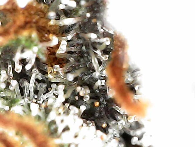 Growreport Bild 7