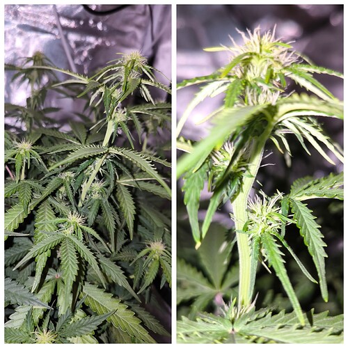 Growreport Bild 18