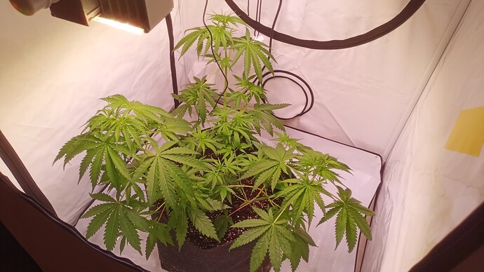 Growreport Bild 28