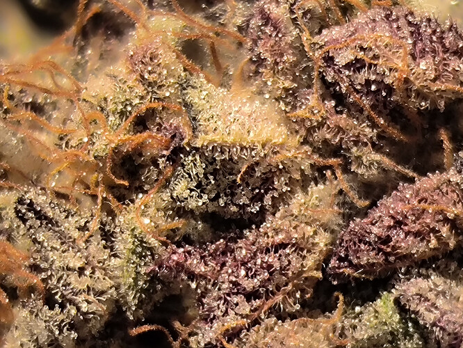 Growreport Bild 25