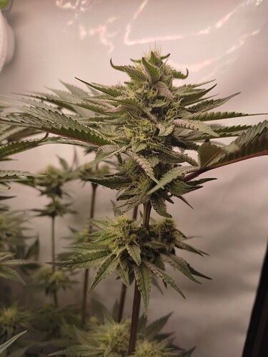 Growreport Bild 14