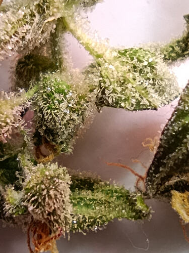 Growreport Bild 18